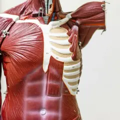Model anatomiczny klatki piersiowej z widocznymi mięśniami brzucha i klatki piersiowej. Widać żebra i fragment przepony.