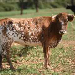 Vaca de pelaje moteado, con manchas marrones y blancas, pastando en un campo con la sierra al fondo.
