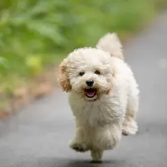 Un adorable maltipoo toy adulto corre feliz por un camino, con el pelo rizado y la lengua fuera.