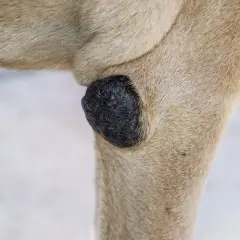Un primer plano de un perro con callos en los codos. La piel está engrosada y oscura en la zona afectada.