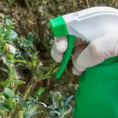 Ręka w rękawiczce trzyma opryskiwacz, przygotowując się do walki z ćmą bukszpanową. Gąsienice żerują na bukszpanie.