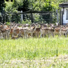 Czy hodowla danieli jest opłacalna? Sprawdź zyski i ryzyka tej branży