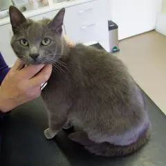 Un chat gris aux yeux verts, qui semble inquiet, est tenu par une main. Mon chat ne bouge plus, il est chez le vétérinaire.