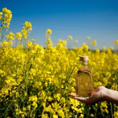 Main tenue une bouteille d'huile de colza lubrifiant dans un champ de colza en fleurs sous un ciel bleu.