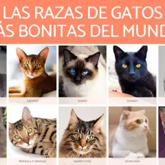 Colección de los gatos más bonitos del mundo: Azul Ruso, Abisinio, Siamés, Bombay, Mau Egipcio, Persa, Bengala, Maine Coon, Munchkin y Singapur.