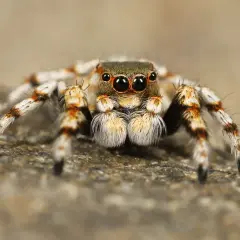 Una araña saltarina con grandes ojos negros, peluda y con patas anaranjadas y blancas. Podría ser una imagen para soñar con tarantulas.