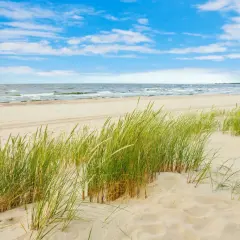 Piękna, piaszczysta sobieszewo plaża z zieloną trawą na wydmach i spokojnym morzem pod błękitnym niebem.