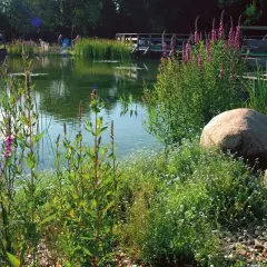 Un lac artificiel paisible, bordé de fleurs violettes et de verdure. Des pontons en bois invitent à la contemplation.