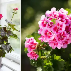 En kruka med mörka blad och rosa blommor står vid ett fönster. Bredvid syns en närbild på en klunga rosa pelargonblommor med mörkare inslag.