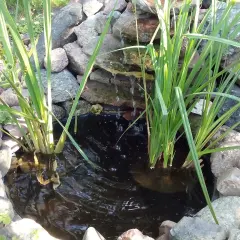 Urocze oczko wodne w ogrodzie, otoczone kamieniami, z kaskadą i zielonymi roślinami.