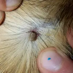De dónde nacen las pulgas y garrapatas y cómo evitar su infestación