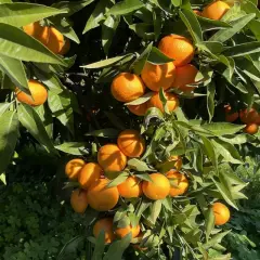 Agrumi carichi di frutti maturi su un albero, forse grazie al nitrato di calcio per ingrossamento agrumi.