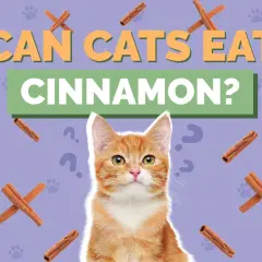 Curious ginger kitten looks up at text asking "Can cats eat cinnamon?". Cinnamon sticks and paw prints surround the question.