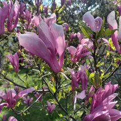Kwitnąca magnolia w kolorze różowym. Idealny czas, by zastanowić się, kiedy sadzić magnolię, by cieszyć się jej pięknem.