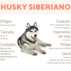 Un perro husky siberiano, con información sobre su origen, tamaño, cuidados, carácter, esperanza de vida, pelaje y salud.