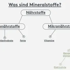 Übersicht: Nährstoffe sind Makro- (Eiweiß, Kohlenhydrate, Fette) und Mikronährstoffe. Mineralstoffe, wichtig für Körperfunktion, sind Mikronährstoffe, unterteilt in Mengenelemente und Spurenelemente.