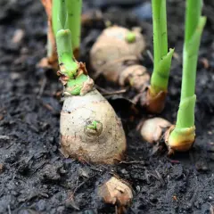Junge Ingwerrispen sprießen aus der Erde. Ein Zeichen, dass das Anbauen von Ingwer im Garten erfolgreich ist.
