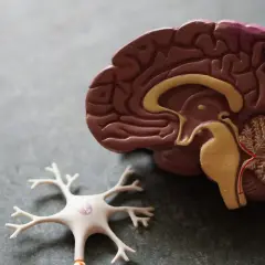 Gehirnmodell und Neuron. Forschung zu Gaba und Gewichtszunahme.