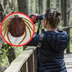 Kobieta obserwuje przez lornetkę, a na pierwszym planie zbliżenie kleszcza. Dowiedz się, jak zimują kleszcze w lesie.