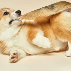 Cachorro corgi jugando, mordiéndose la cola y las patas. ¿Por qué mi perro se muerde la cola y las patas?