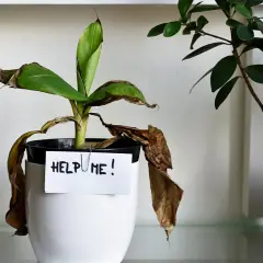 Smutna roślina z opadającymi, brązowymi liśćmi i napisem "HELP ME!". Podpowiada, jak uratować przelaną roślinę.