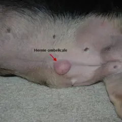 Gros plan sur le ventre d'un chien, montrant une hernie ombilicale, une petite protubérance rose près du nombril.