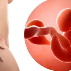 La pancia di una donna mostra un embrione di 6 settimane di gravidanza, con un ingrandimento che rivela i primi sviluppi.