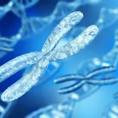 Chromosomy, w tym X, w tle z podwójną helisą DNA. Wizualizacja przedstawia zespół Klinefeltera wygląd.