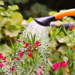 Arrosage d'un laurier rose en fleurs avec un arrosoir orange. L'eau tombe en pluie fine sur les feuilles vertes et les pétales roses.