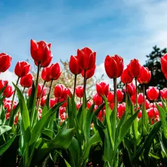 Pole czerwonych tulipanów, jak flora incognita, rozkwita pod błękitnym niebem.
