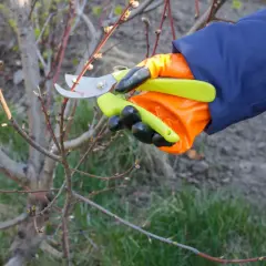 Ręka w pomarańczowej rękawicy wykonuje cięcie brzoskwini, przycinając gałązkę z pąkami.