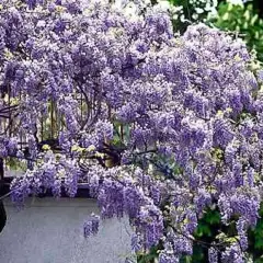 Obficie kwitnąca wisteria w odcieniach fioletu, tworząca kaskady kwiatów. To piękny widok, gdy wisteria kiedy kwitnie.