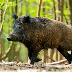 Un jabalí peludo camina por un bosque frondoso. Es como soñar con jabalí, una criatura salvaje en su hábitat natural.