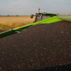 Naczepa wypełniona po brzegi nasionami rzepaku matif. W tle pole i kombajn.