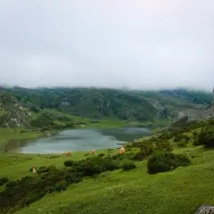 Mgliste góry w Hiszpanii, zielone wzgórza i spokojne jezioro. Kilka krów pasie się na trawiastym zboczu, tworząc sielski krajobraz.