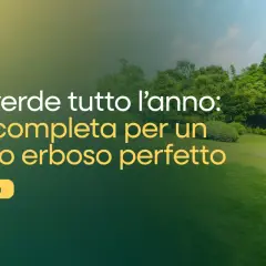 Prato verde tutto l'anno: guida completa per un tappeto erboso perfetto. Scopri i segreti della cura del prato per un giardino impeccabile.