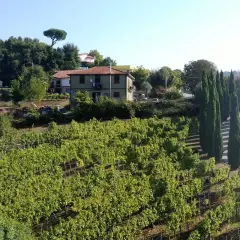 Vigneti rigogliosi sotto il sole, con una casa in collina e filari di cipressi. Immagina il profumo del Fiano di Avellino DOCG.