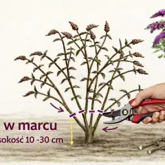 Budleja przycinanie kiedy? W marcu, na wysokość 10-30 cm. Sekatorem tnij pędy, by roślina pięknie kwitła.
