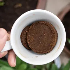 Eine Tasse mit zwei Kaffeepuck-förmigen Kaffeesatz-Scheiben, bereit als Dünger für den Weihnachtsstern.