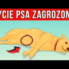 Jak rozpoznać ból u psa i bezpiecznie mu ulżyć? Poradnik