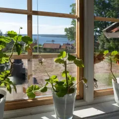 Pelargoner i fönstret på Jöns Andersgården med utsikt över sjön och röda tak.
