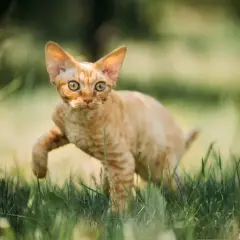 Devon Rex: Kot o psim sercu? Poznaj jego sekrety!