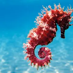 Un majestuoso caballito de mar real, de color rojizo y con su cola en espiral, nada en aguas azules y cristalinas.
