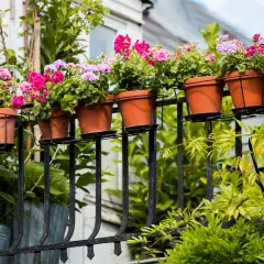 Färgglada blommor i terrakottakrukor pryder balkongräcket. Gröna bladverk ramar in den vackra vyn av blommor på balkong.