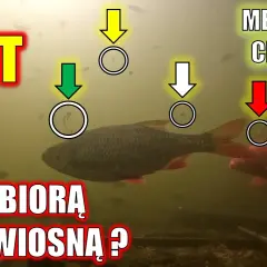 Na co łowić ryby? Sekrety przynęt i zanęt Damiana Baranowskiego