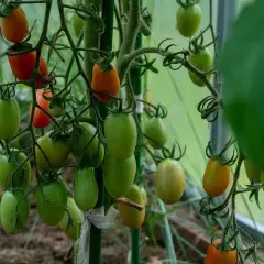 Pomodori verdi e rossi su un ramo. Alcuni presentano macchie scure, sintomo di marciume apicale peperone.