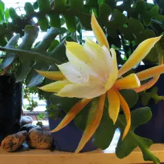 Piękny, żółto-biały kwiat epiphyllum rozkwita wśród zielonych, ząbkowanych liści.