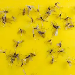 Molti moscerini intrappolati su una superficie gialla appiccicosa.