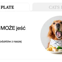 Złoty retriever z brokułem w pysku, obok talerz z jedzeniem i mlekiem. Temat: czego nie może jeść pies.