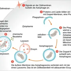 Signale an der Zellmembran starten die Autophagie. Ein Phagophor umschließt zellulären Müll, bildet ein Autophagosom, das dann mit einem Lysosom verschmilzt.